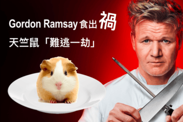 Gordon Ramsay Guinea Pig